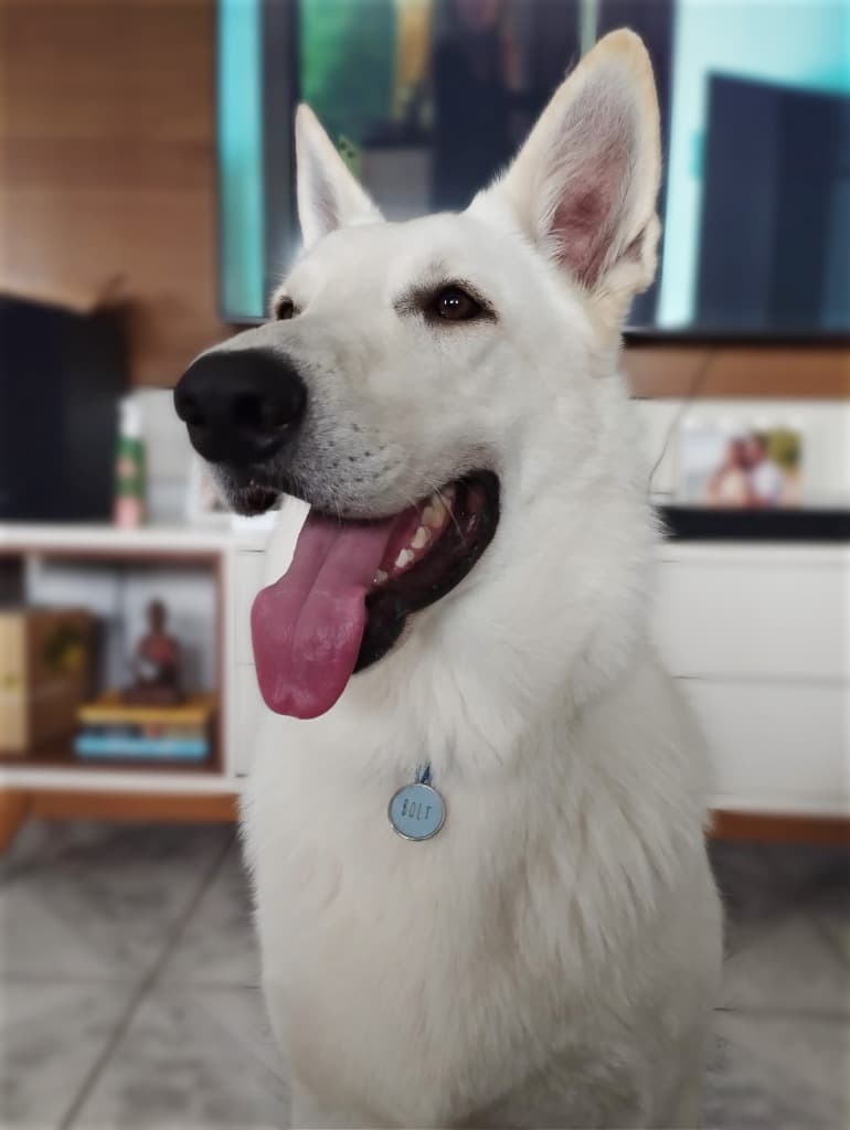 Pet cliente Bempet