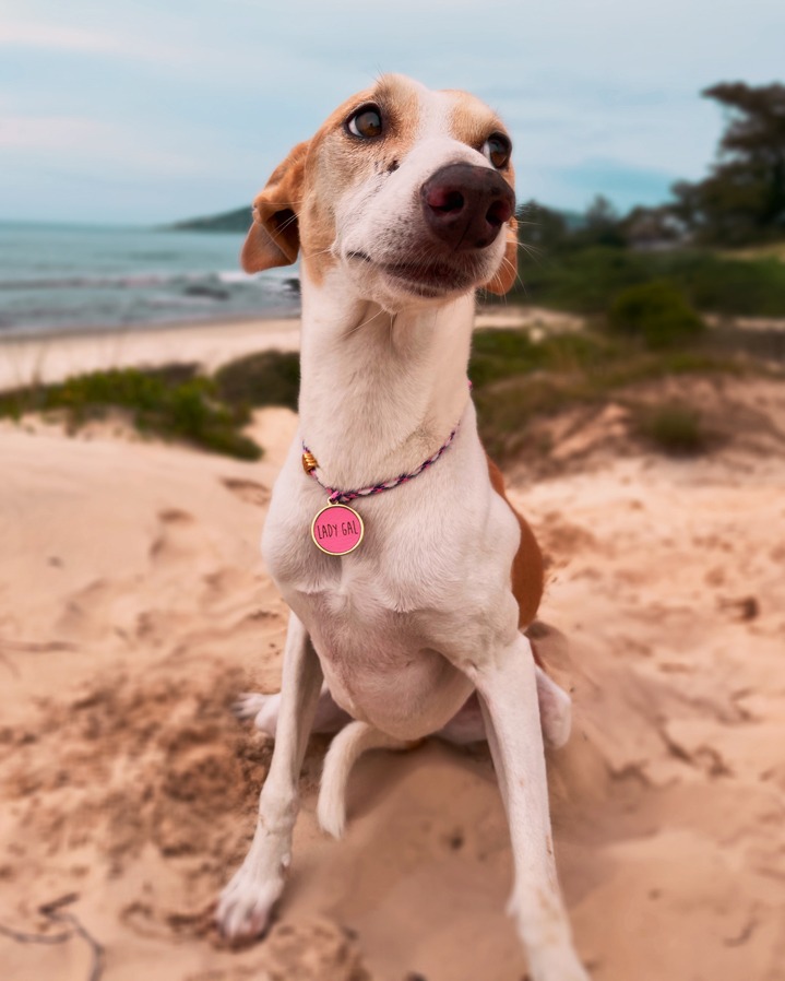 Lady Gal - Galgo Laranja